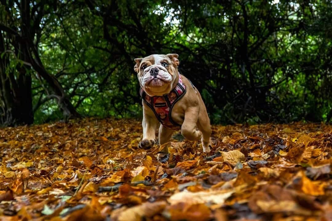 Playing in the leaves! Every time I got down to photograph her she ran to me for cuddles!
.⁣
.⁣
.⁣
.⁣
.⁣
#animals #bestwoof #cutedog #cutedogs #doggo #doglovers #dogoftheday #dogphotographer #dogphotography #dogphotographystoke #dogphotographystaffordshire #dogphotographylife #dogphotographyofinstagram #dogphotographyph #dogphotos #dogphotoshoot #dogportrait #dogsarefamily #dogsonadventures #happydog #pets #petsofinstagram #puppies #puppiesofinstagram #puppylife #puppylove #puppyoftheday  #englishbulldog #alandukesphotography