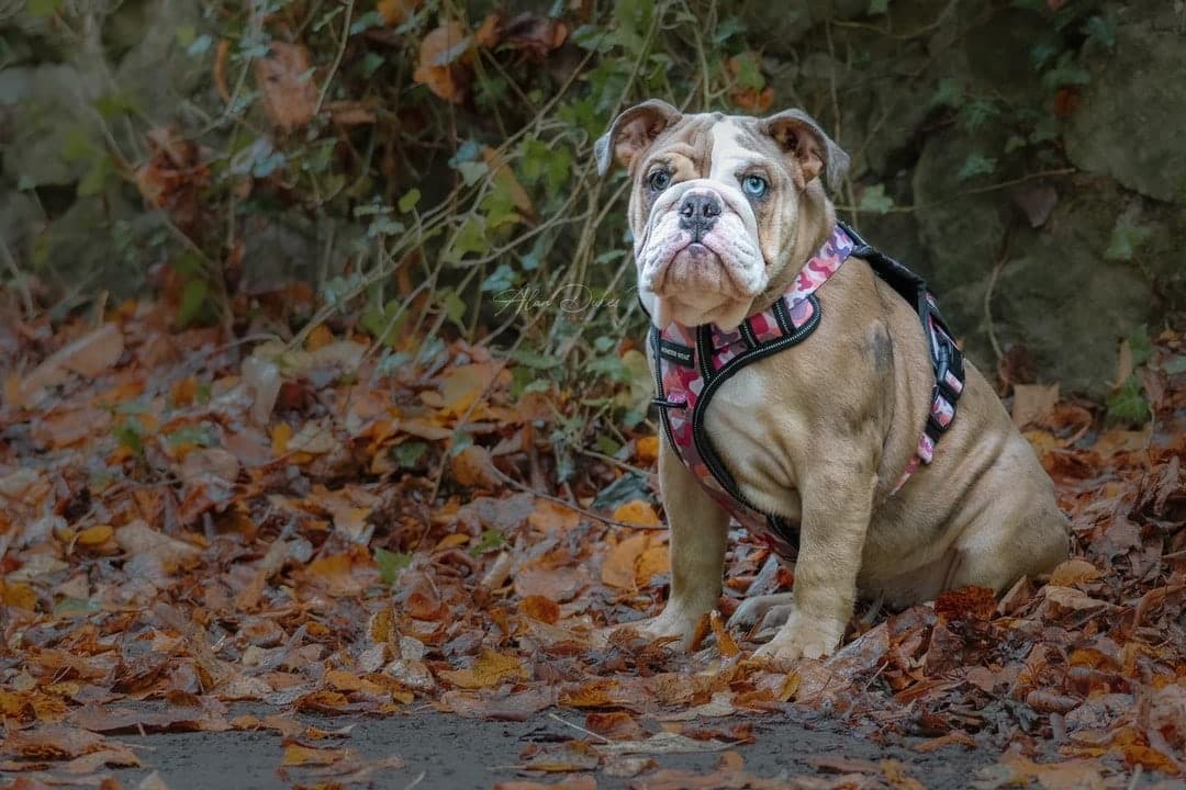 Honey sitting so proud in the leaves! Straight after this she ran straight at me for more strokes! Such a little cutie
.⁣
.⁣
.⁣
.⁣
#animals #bestwoof #cutedog #cutedogs #doggo #doglovers #dogoftheday #dogphotographer #dogphotography #dogphotographystoke #dogphotographystaffordshire #dogphotographylife #dogphotographyofinstagram #dogphotographyph #dogphotos #dogphotoshoot #dogportrait #dogsarefamily #dogsonadventures #happydog #pets #petsofinstagram #puppies #puppiesofinstagram #puppylife #puppylove #puppyoftheday #alandukesphotography