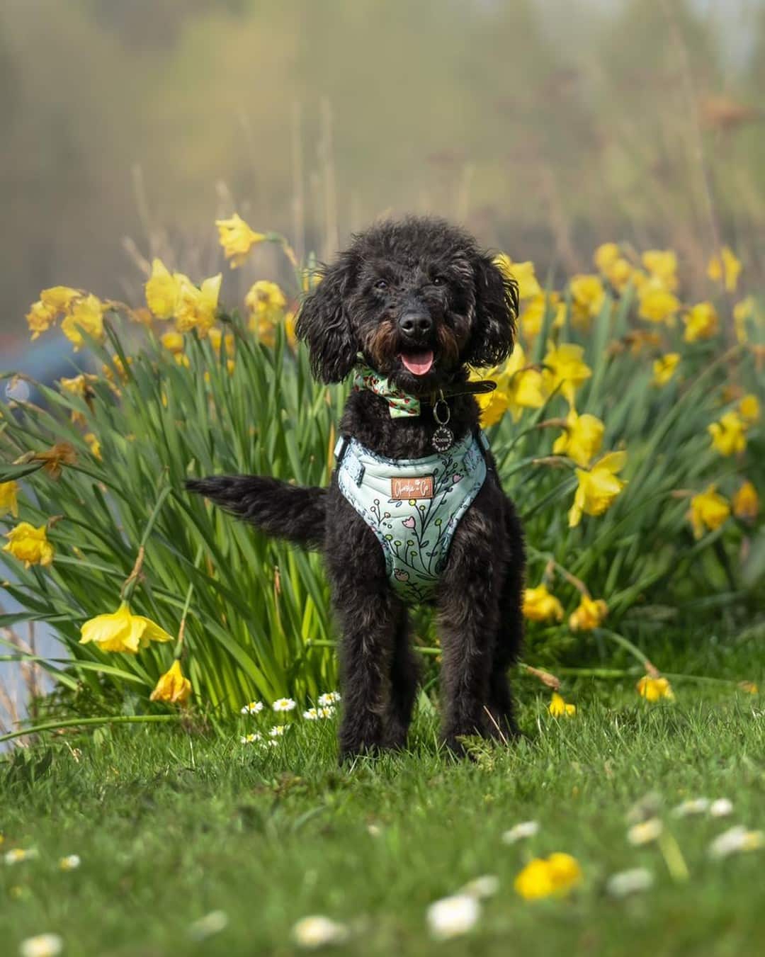 This was the beautiful Cocoa that I had the privilege to photograph over the weekend. She is a mini Labradoodle and how cute is she!!
It was an interesting shoot with lots of different scenery from sitting in the flowers, to woodland and even at a church!

.
.
.
.
#dogportraits #dogsofinstagram #dogportrait #petportraits #dogs #petportrait #dog #petportraitartist #dogart #dogphotography #petsofinstagram #pets #petphotography #dogstagram #doglovers #doglover #doglife #dogphotographer #dogoftheday 
#petphotographer #puppy #dogmodel #dogphotoshoot #alandukesphotography #Dogphotographerstoke
#Dogphotographerstaffordshire @petphotographyuk 
#minilabradoodlepuppy #minilabradoodles #minilabradoodlesofinstagram #minilabradoodle