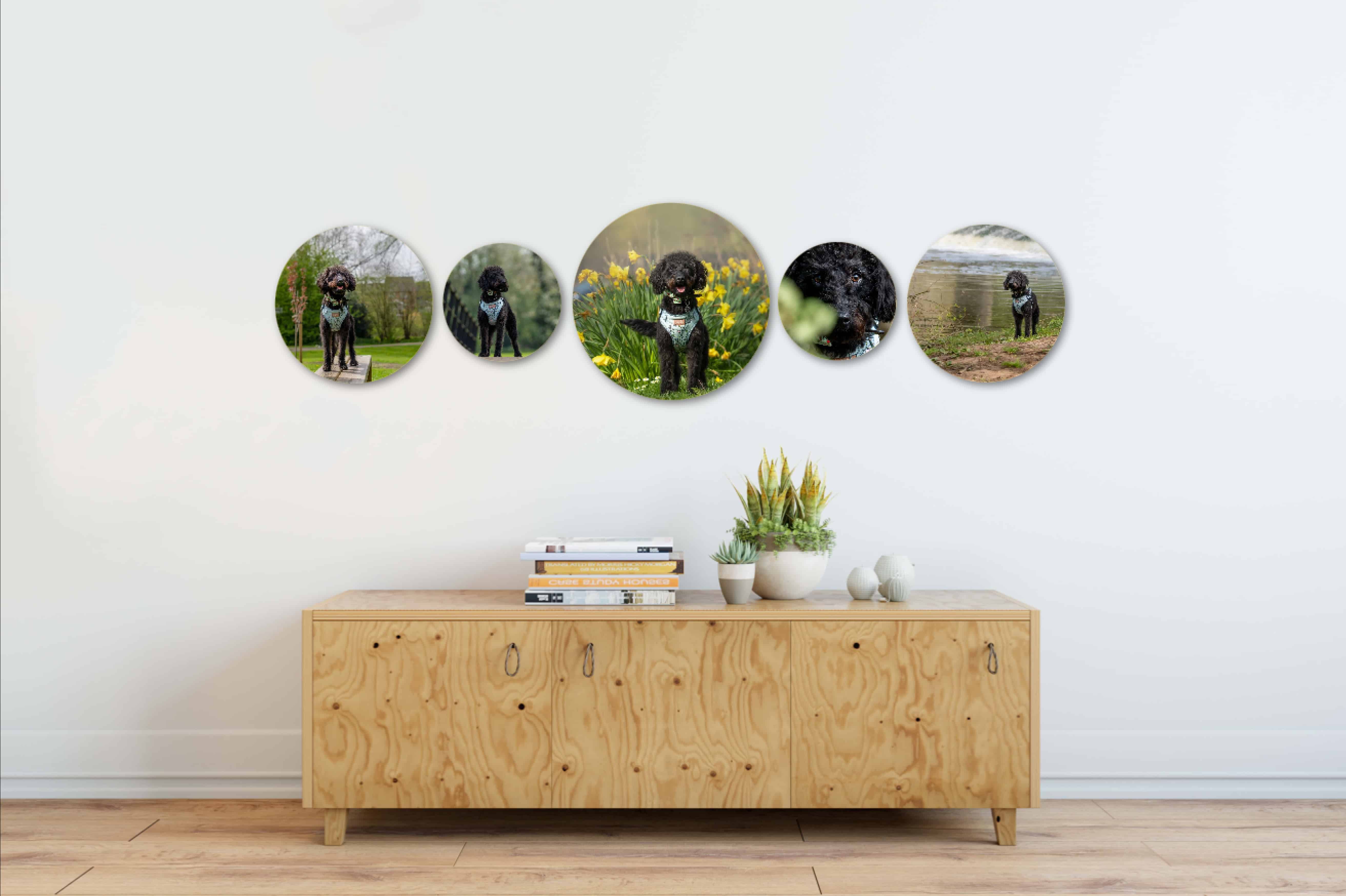 Image of a group of round pictures taken during a pet photoshoot