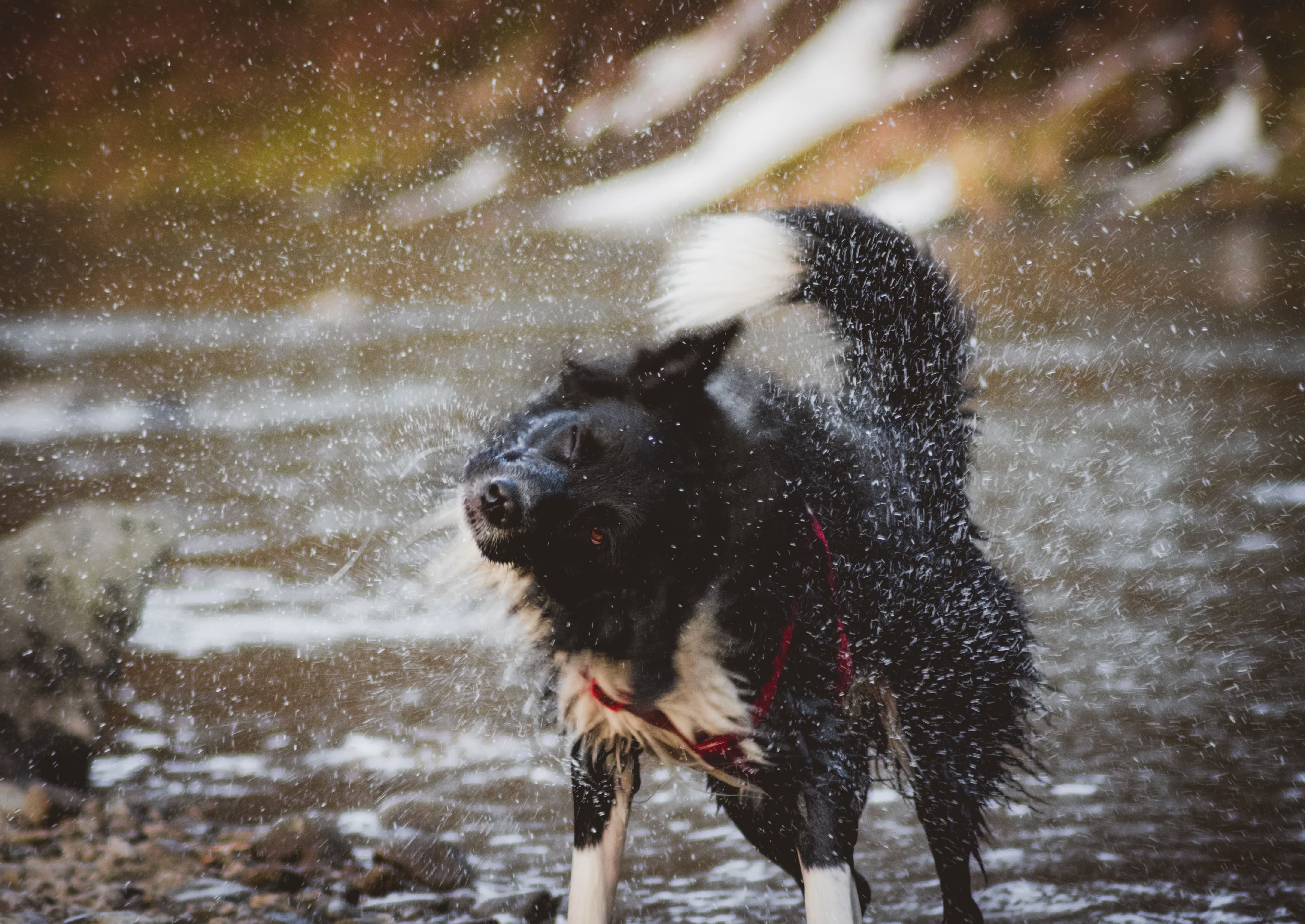 Image of a dog shaking water off it depicting why we don't do pet photoshoots in rain