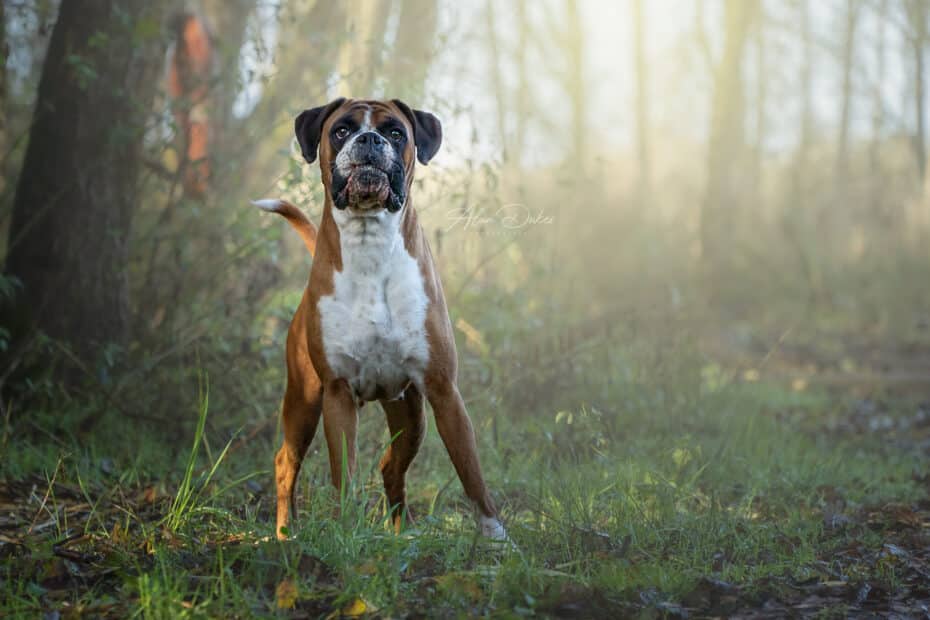 Boxer Dog in a wood