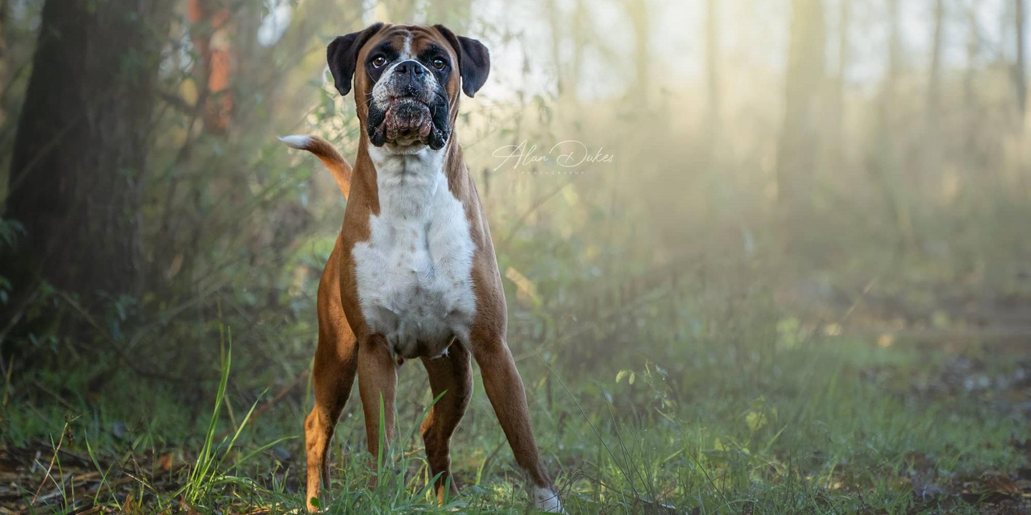 Boxer Dog in a wood